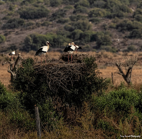 Algarve Stork 1