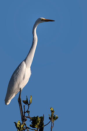Great Egret 4