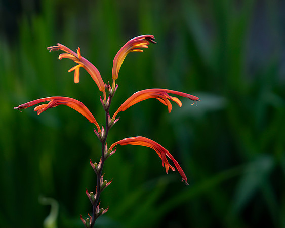 Flower 4