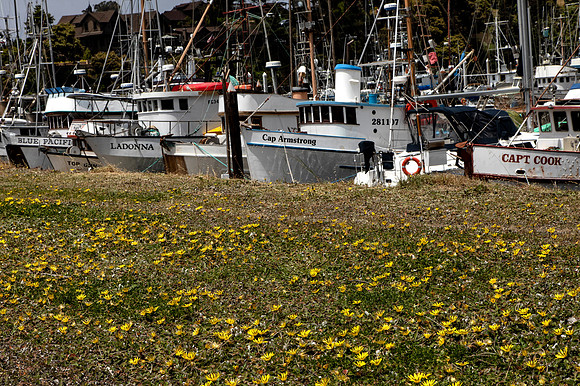 Fishing Fleet, Noyo Harbor