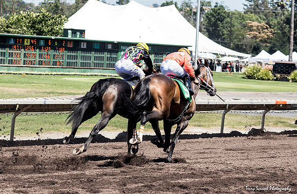 Alameda County Fair Horse Races 3