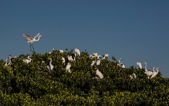 Great Egret Landing - Everglades Rookery