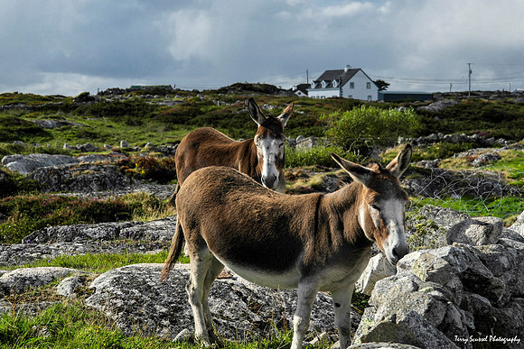 Donkies, Aran Islands