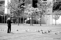 Feeding Gulls