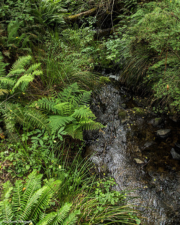 Fern Creek Trail, Mendocino Botanical Gardens