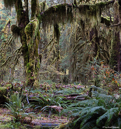 Hoh Rainforest 4 copy