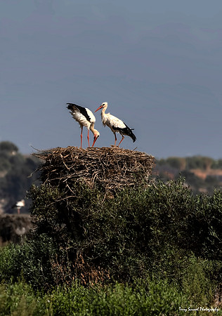 Algarve Stork 3