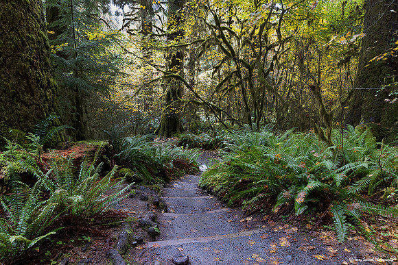 A Walk in the Hoh Rainforest 3 copy