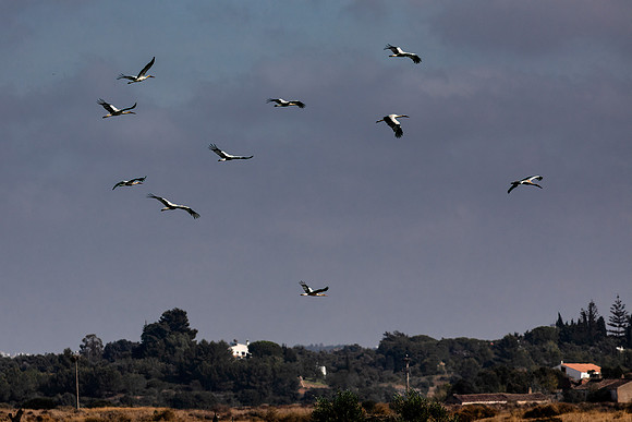 Algarve Stork 4