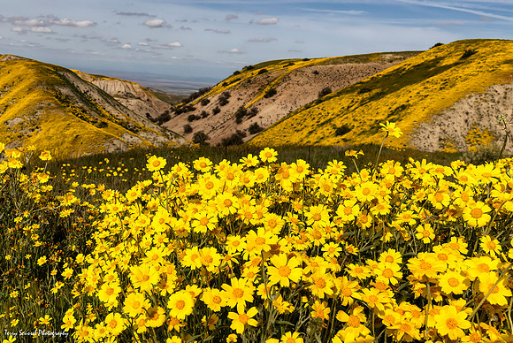 Carrizo 15