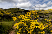 Carrizo 7