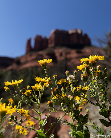 Desert Brittlebush 2