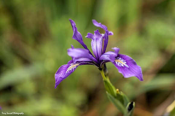 Douglas Iris
