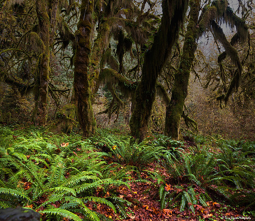 A Walk in the Hoh Rainforest Hall of Mosses 5 copy