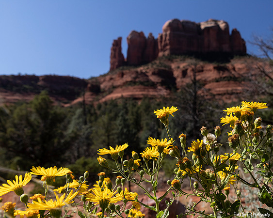 Desert Brittlebush