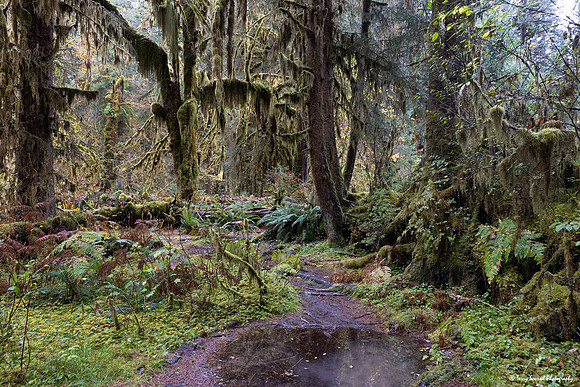 Hoh Rainforest 3 copy
