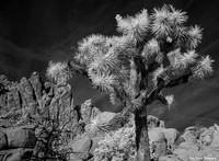 Joshua Tree IR 3-1