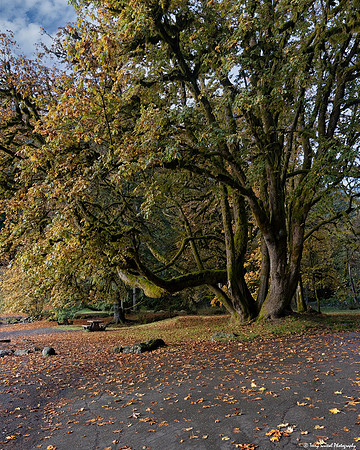 Lake Crescent Park, Olympic National Park copy