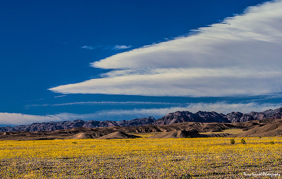 Desert Gold in Bloom