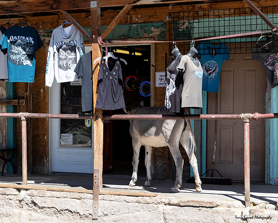 Oatman 4, AZ