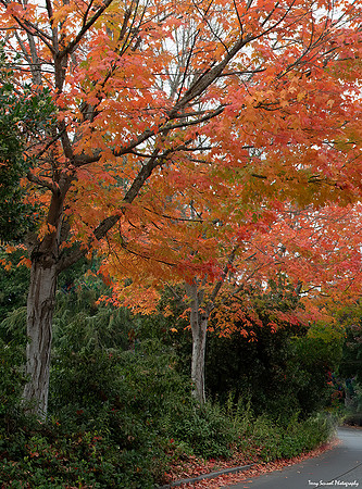 Discovery Park, Seattle copy