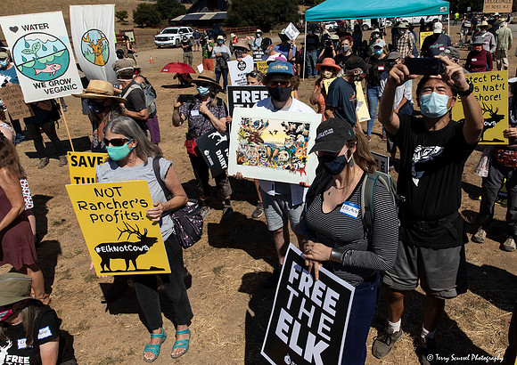 Save the Elk, Pt Reyes 8 (Terry Scussel)