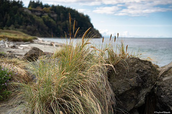 Point Wilson Coastal View 1, Fort Worden State Park copy