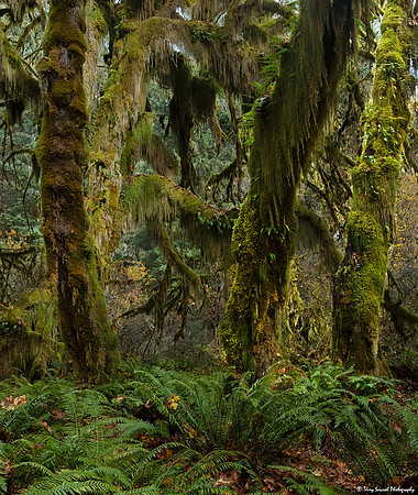 A Walk in the Hoh Rainforest Hall of Mosses copy