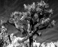 Joshua Tree IR 2