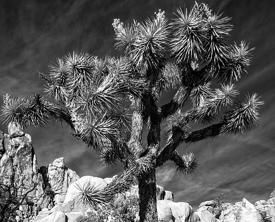 Joshua Tree IR 2