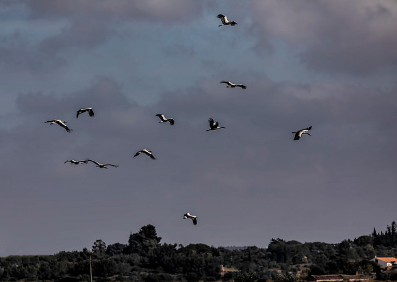 Algarve Stork 2