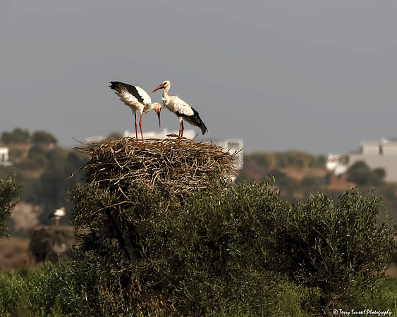 Algarve Stork 5
