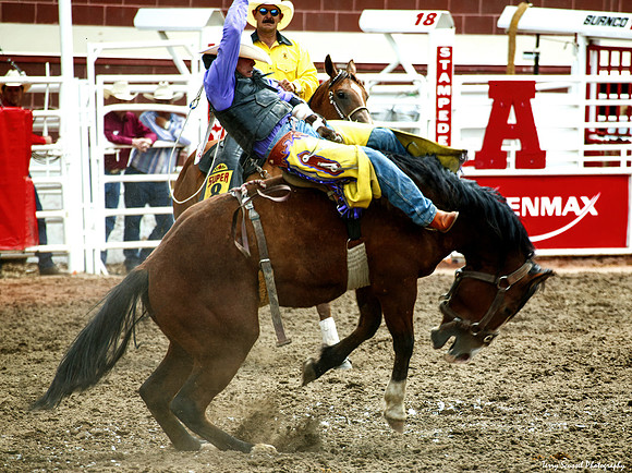 Bronco Riding 1, Calgary Stampede