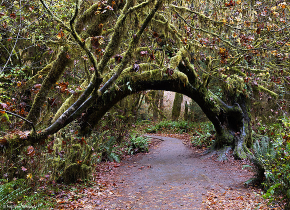 Hoh Rainforest 8 copy