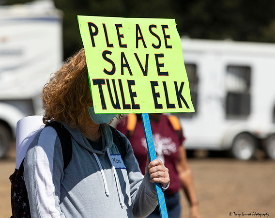 Save the Elk, Pt Reyes 24 (Terry Scussel)