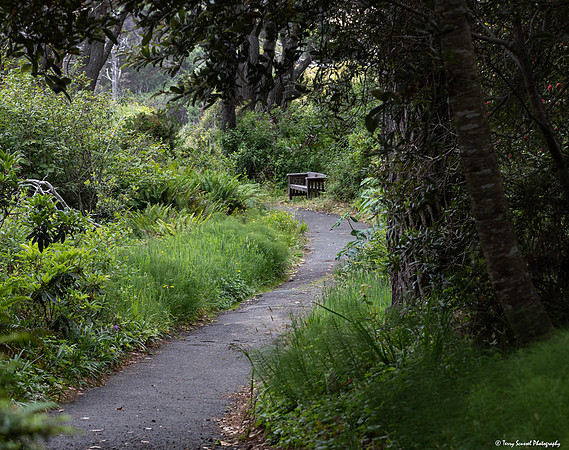 Fern Canyon Trail 2, Mendocino Botanical Gardens copy