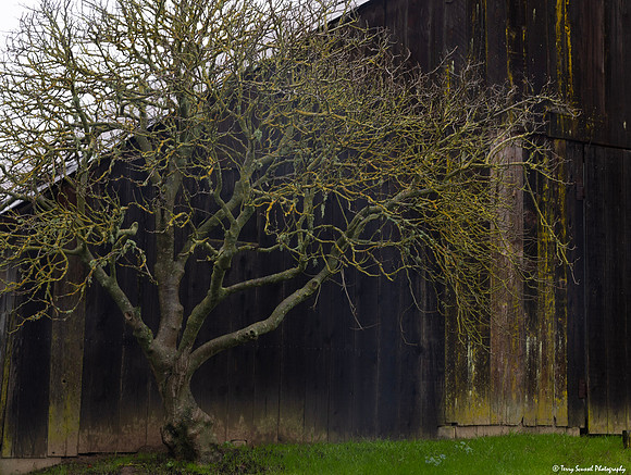 Barn 4 - Santa Rosa Creek Road, Templeton CA copy