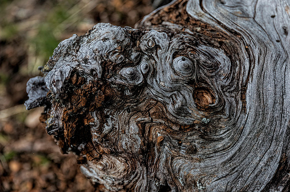 Snag Burl