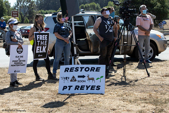 Save the Elk, Pt Reyes 18 (Terry Scussel)