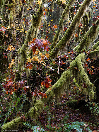 A Walk in the Hoh Rainforest Hall of Mosses 3 copy