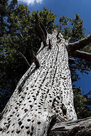 Woodpecker Granary Tree 1