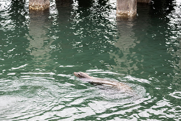 Fort Baker Pier Seal