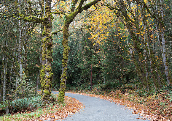 Hurricane Ridge Road, Olympic National Park copy