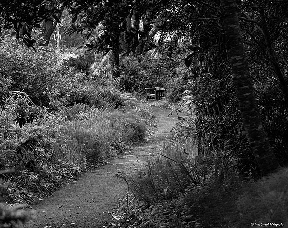Fern Canyon Trail 2, Mendocino Botanical Gardens copy bw