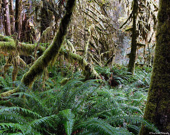 Hoh Rainforest 7 copy