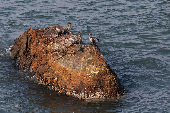 Cormorants at Moonstone Beach
