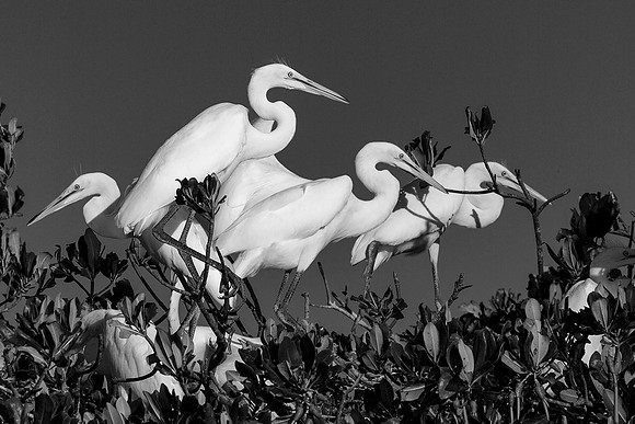 Great Egret 1 B&W Web