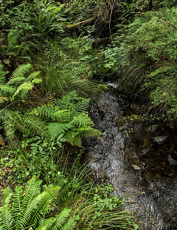 Fern Creek Trail, Mendocino Botanical Gardens