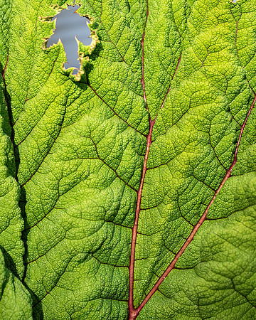 Gunnera Manicata 1