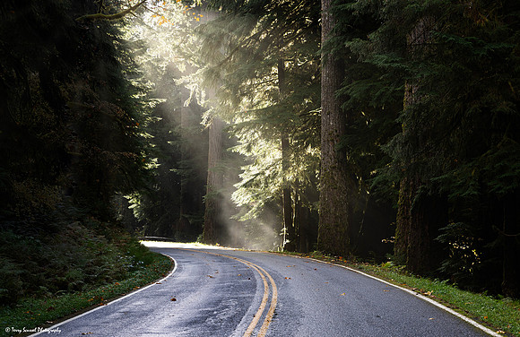 Hoh Rainforest Road Sunbeams copy